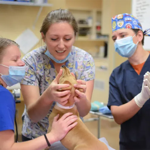 Staff working and examining small tan dog at Friendship Hospital for Animals
